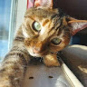 Meet your Posher, Akira